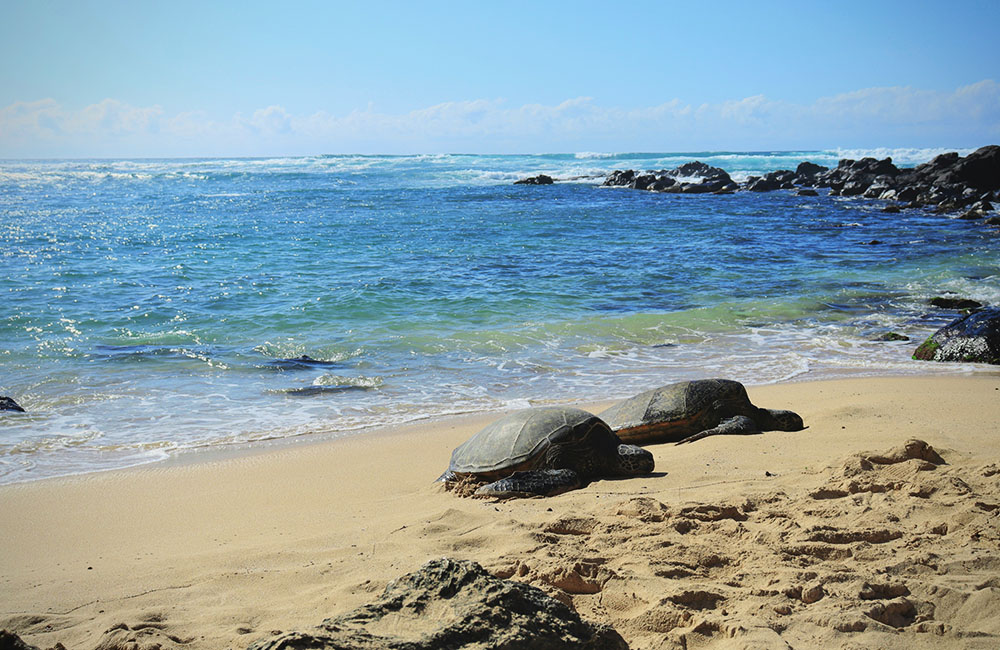 các đảo ở hawaii